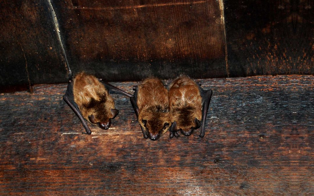 Bat Removal Dayton Ohio Blog Welcomes One And All