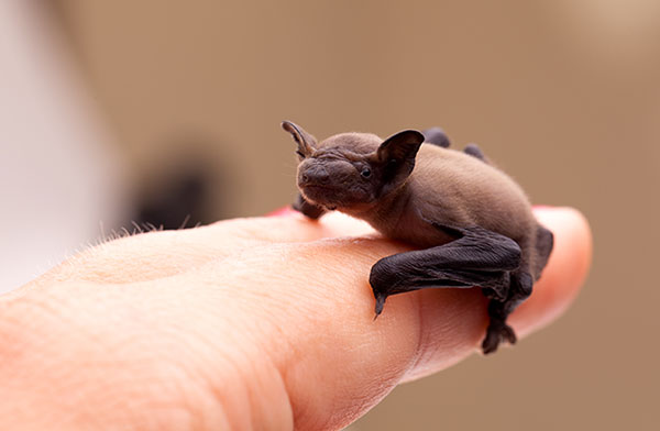 Bat Removal Dayton Ohio bat exclusion photo of baby bat