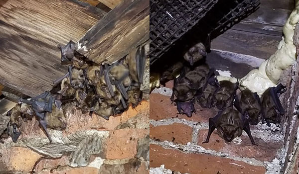 Bat Removal Dayton Ohio bat exclusion bat exclusion photo of mothers with their pups