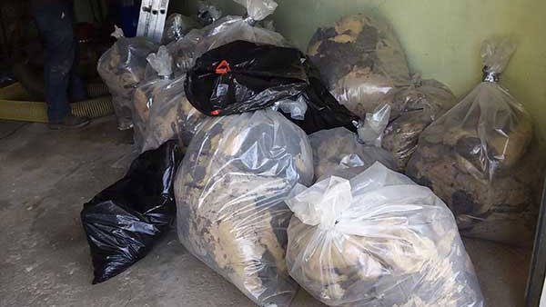 Much of the guano and loose batt insulation is removed by hand and placed in sealed disinfected plastic bags.
