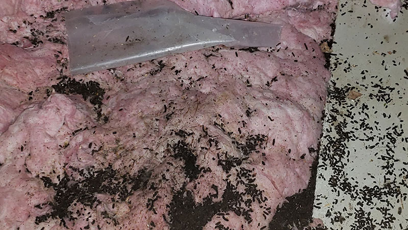Removing contaminated insulation is part of the bat guano cleanup sanitation process.