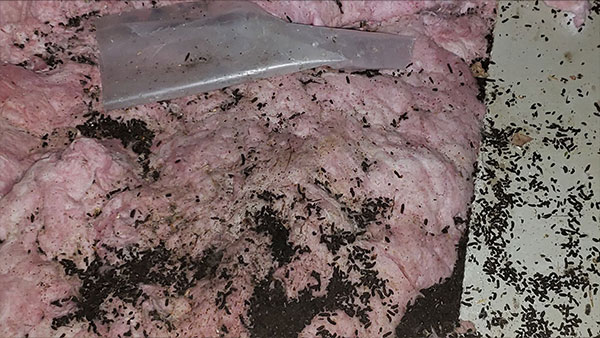 bat guano in an attic